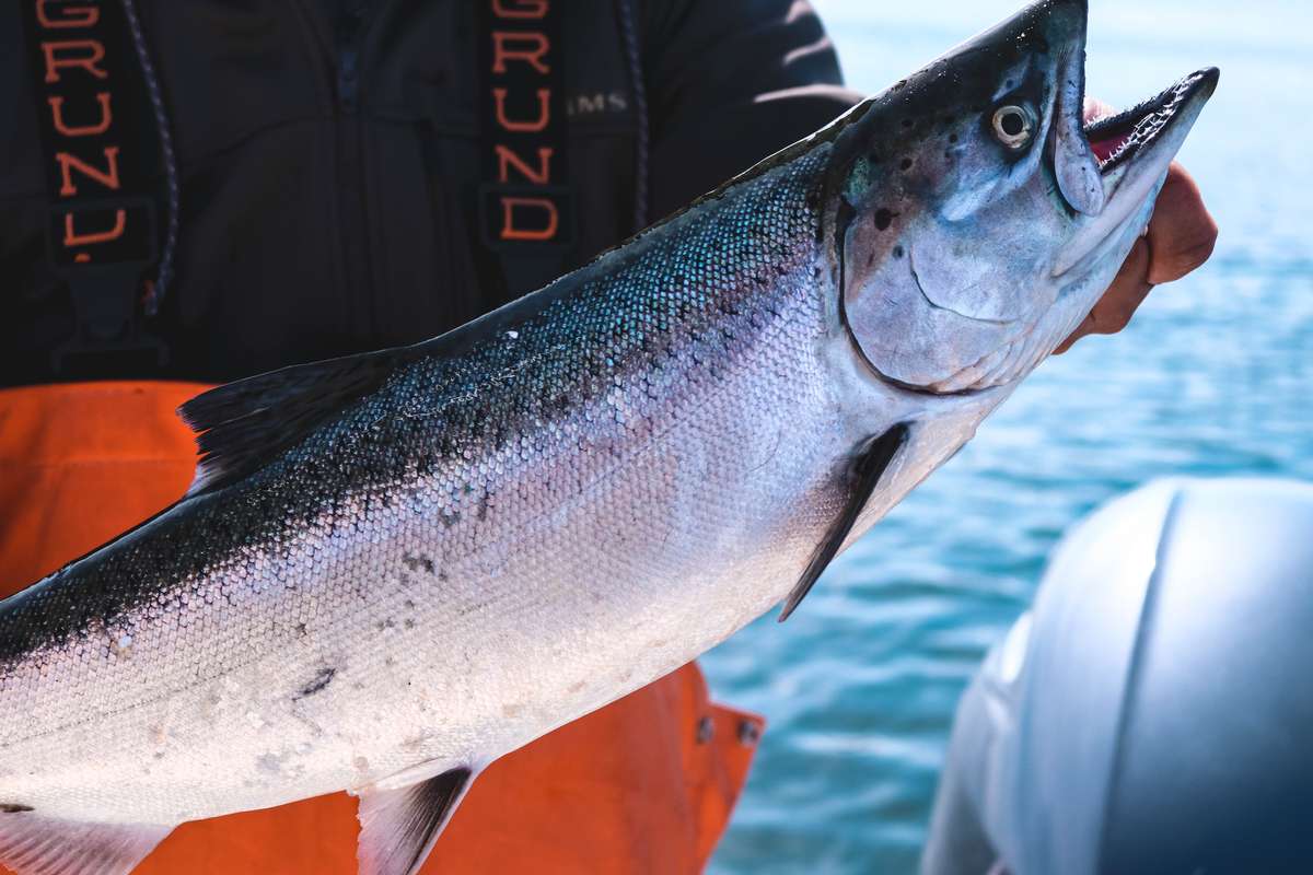 Blackmouth salmon caught in Seattle with Cut Plug Charters