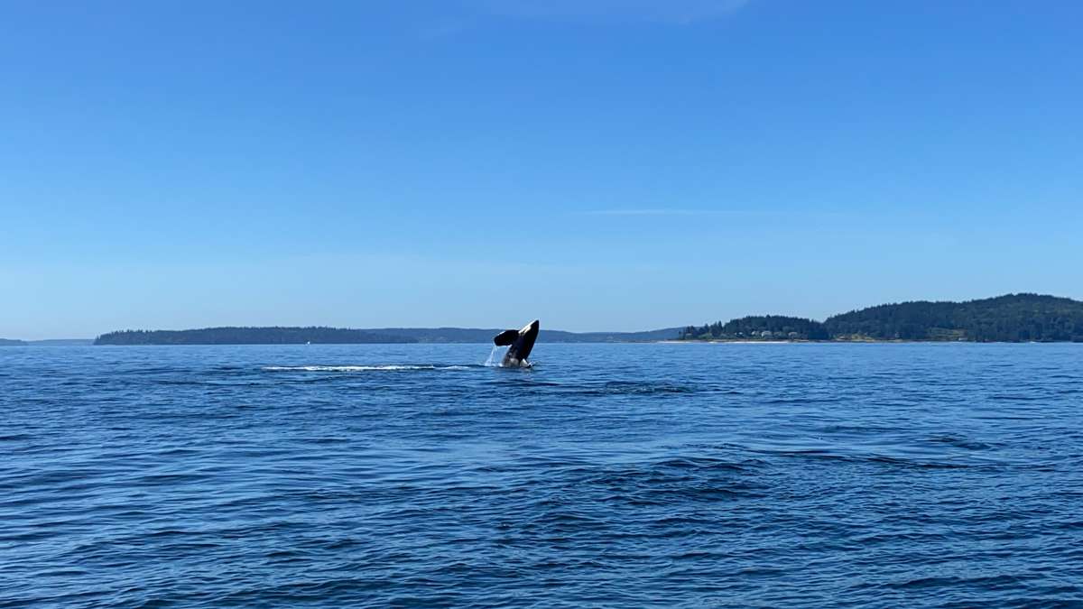Seattle Whale Watching