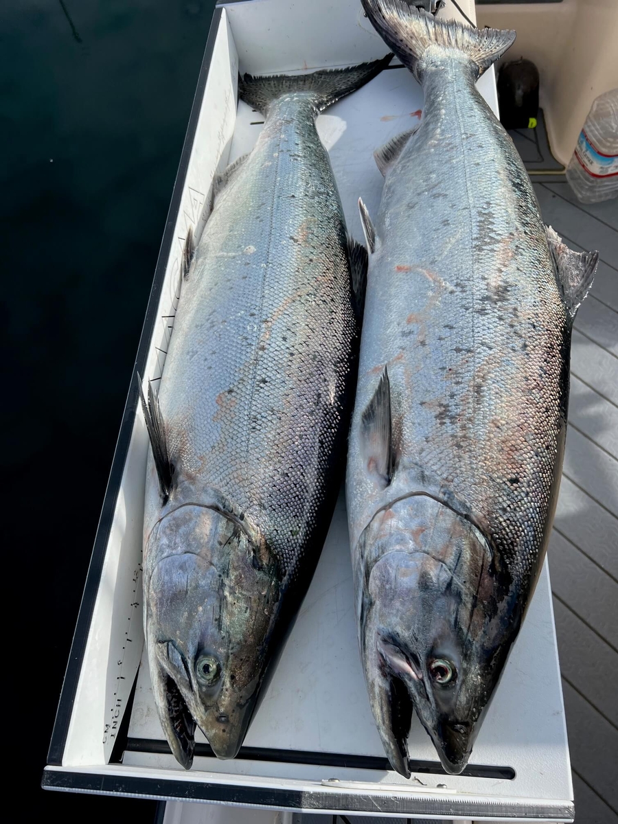 Two large winter Blackmouth salmon caught near Tacoma, WA, with Cut Plug Charters