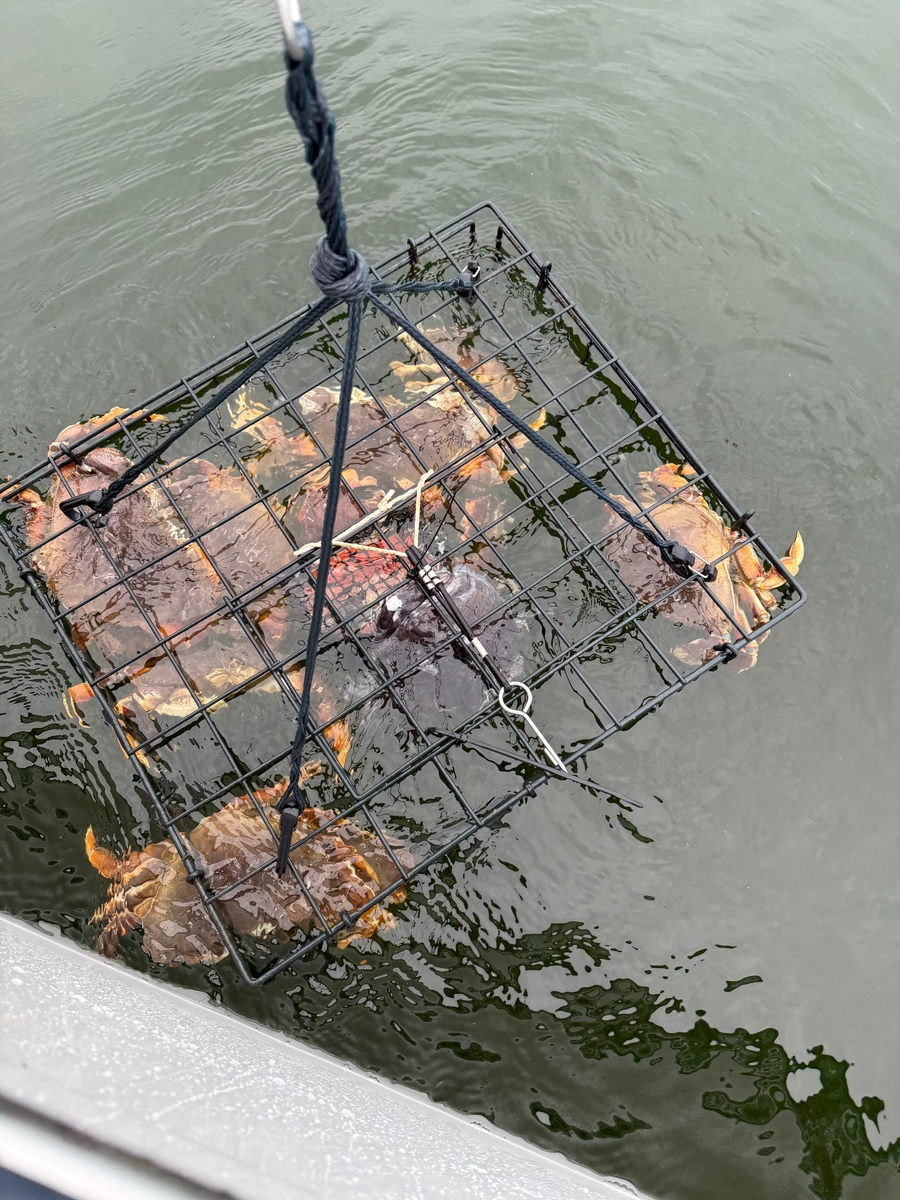 Crab pot full of Dungeness crabs