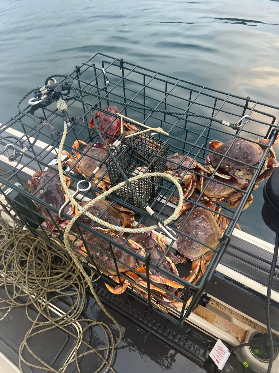 Crab pot full of Dungeness crab from the Puget Sound