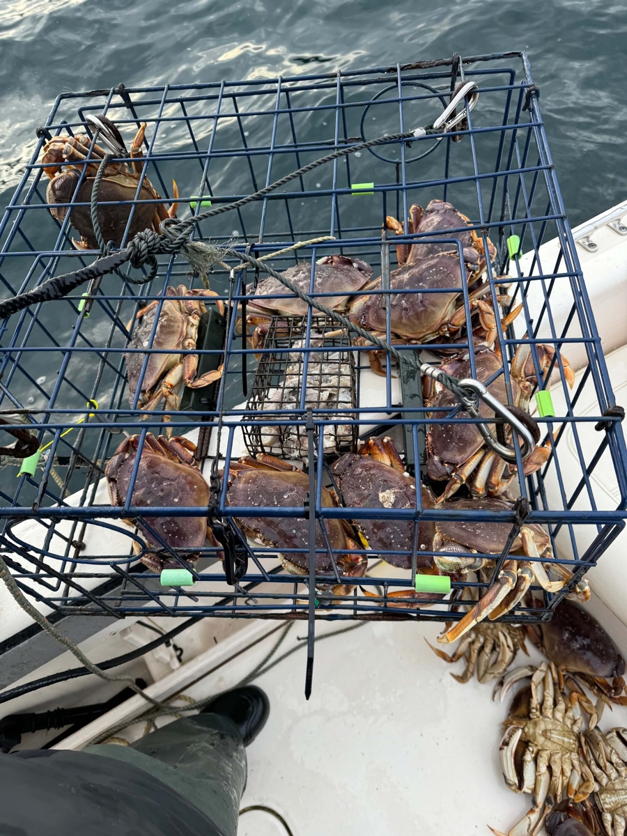 Crab pot full of Dungeness crab from Seattle's Puget Sound