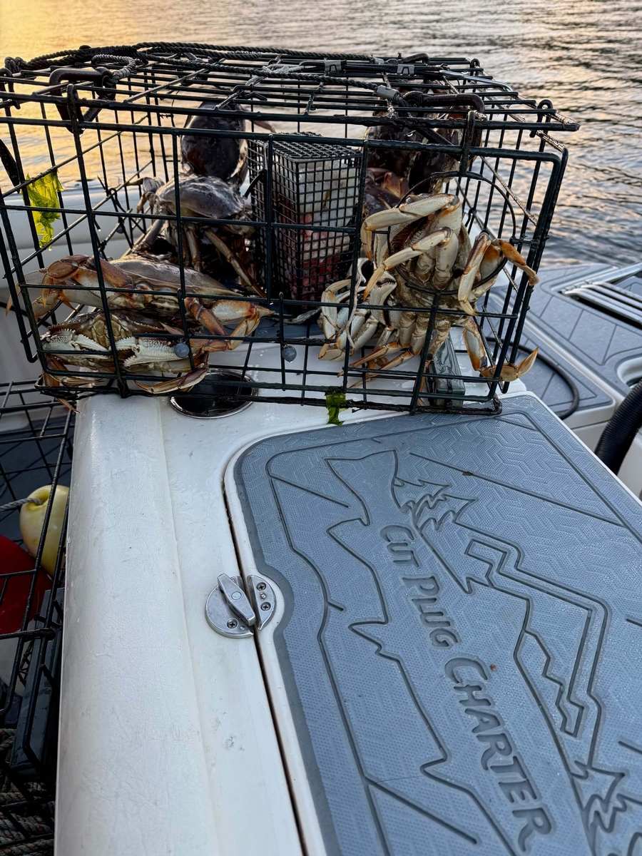 Dungeness crabs caught in Seattle