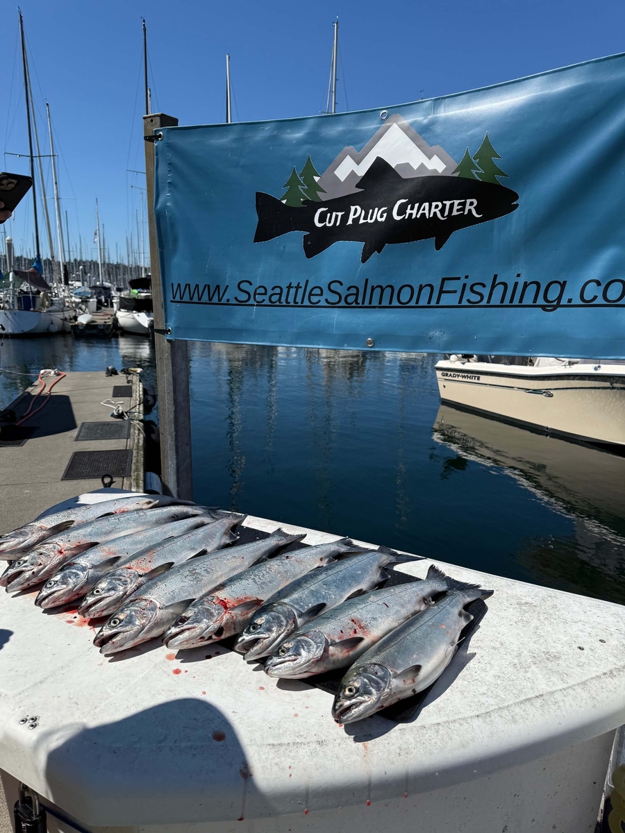Coho salmon ready to be thrown in the cooler