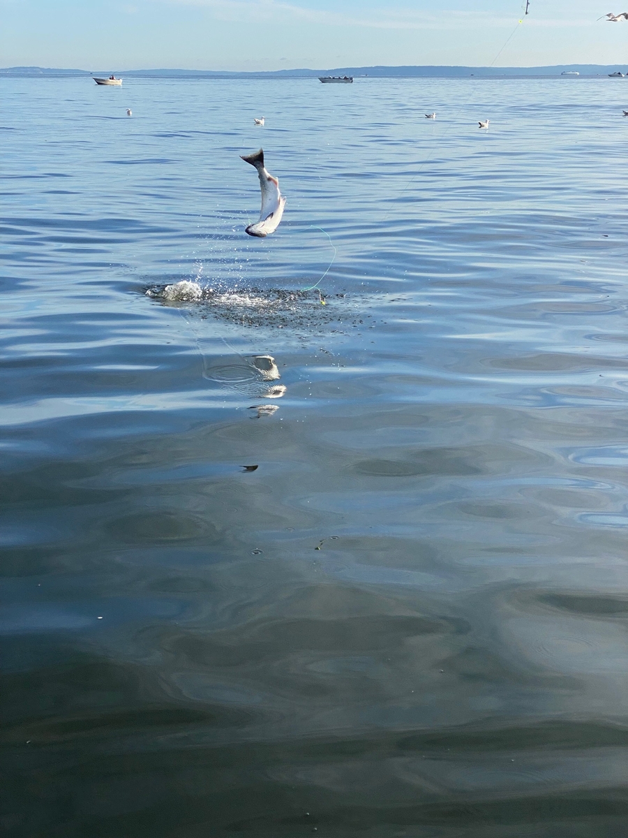 Coho salmon jumping out of the water with a hook in his mouth