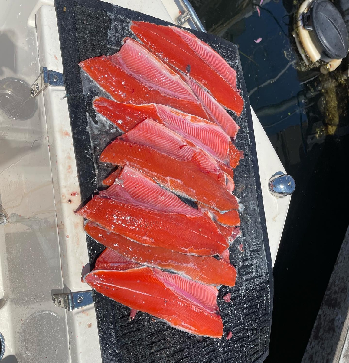 A large haul of fresh, richly red salmon fillets after a day of fishing with Cut Plug Charters.